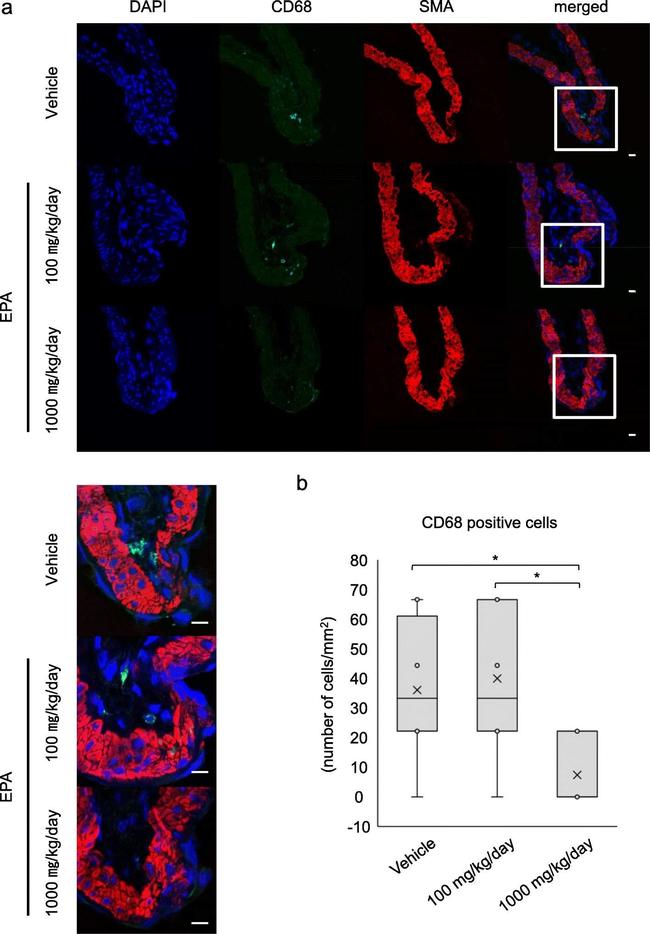 Mouse IgG (H+L) Highly Cross-Adsorbed Secondary Antibody in Immunohistochemistry (Paraffin) (IHC (P))