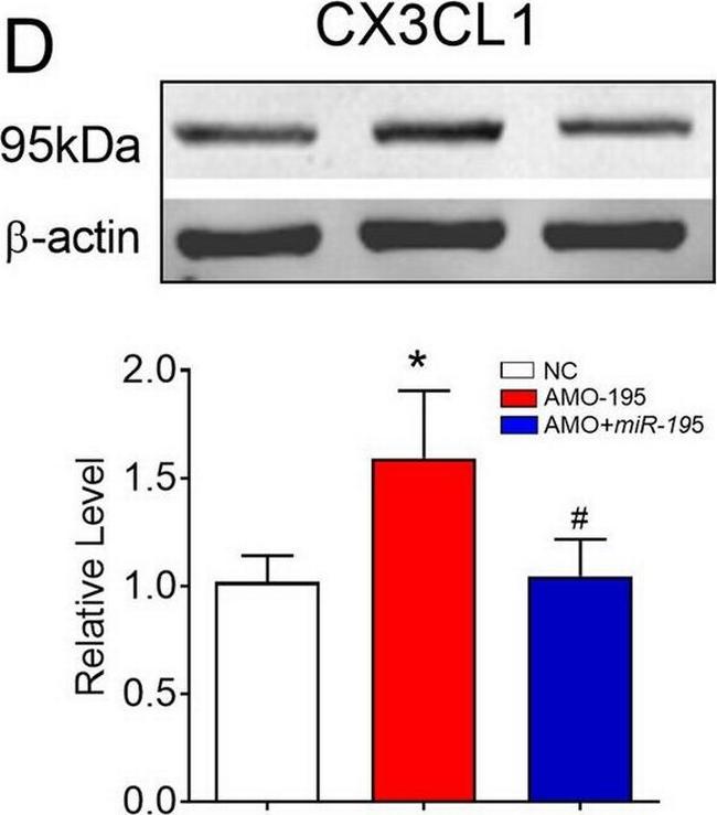 Mouse IgG (H+L) Highly Cross-Adsorbed Secondary Antibody in Western Blot (WB)