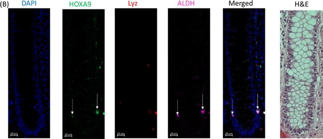 Mouse IgG (H+L) Highly Cross-Adsorbed Secondary Antibody in Immunohistochemistry (IHC)