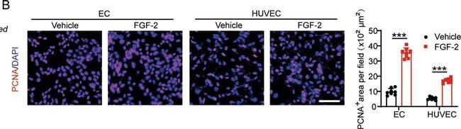 Mouse IgG (H+L) Highly Cross-Adsorbed Secondary Antibody in Immunocytochemistry (ICC/IF)