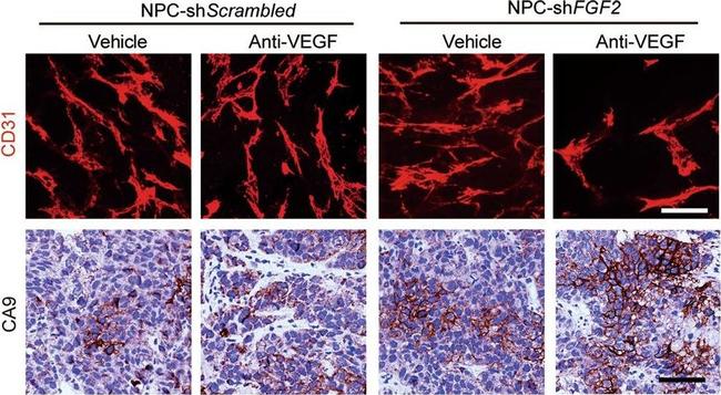 Goat IgG (H+L) Cross-Adsorbed Secondary Antibody in Immunohistochemistry (IHC)