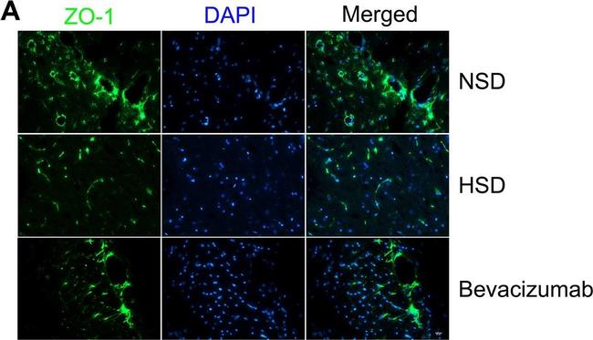 Rabbit IgG (H+L) Highly Cross-Adsorbed Secondary Antibody in Immunohistochemistry (Frozen) (IHC (F))