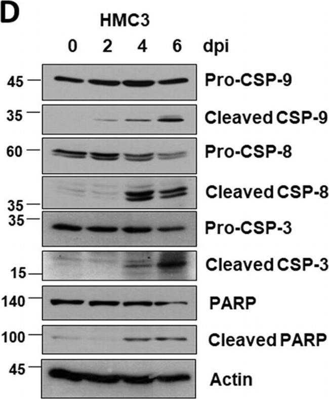 Rabbit IgG (H+L) Highly Cross-Adsorbed Secondary Antibody in Western Blot (WB)