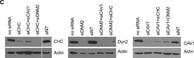 Donkey anti-Rabbit IgG (H+L) Cross-Adsorbed, HRP (31458)