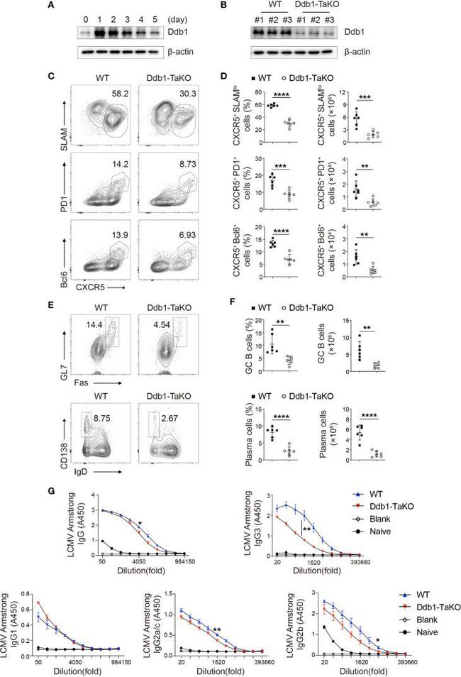 IgD Antibody in Flow Cytometry (Flow)