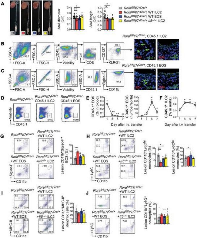 Ly-6C Antibody in Flow Cytometry (Flow)