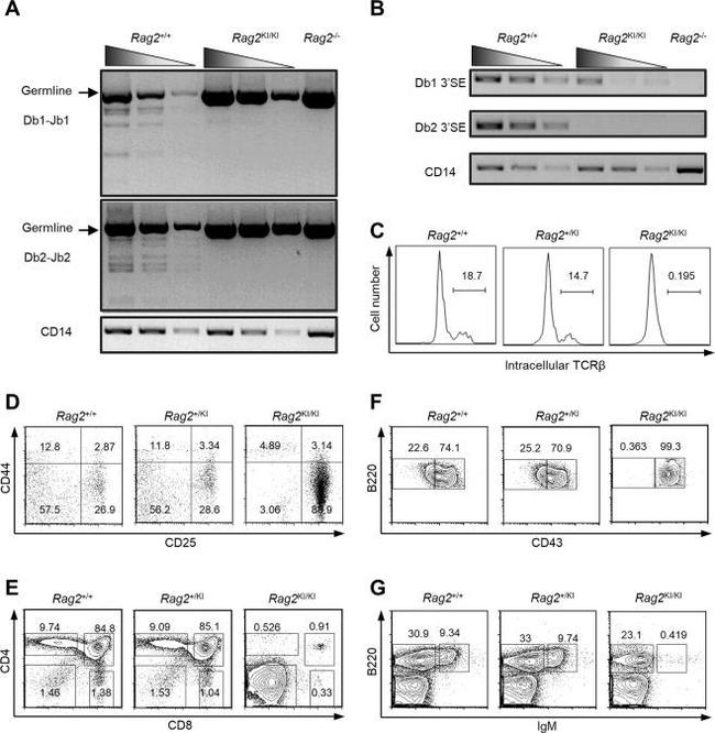 CD43 Antibody in Flow Cytometry (Flow)