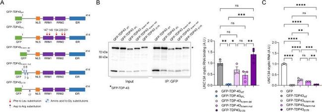 GFP Antibody in Western Blot, Immunoprecipitation (WB, IP)