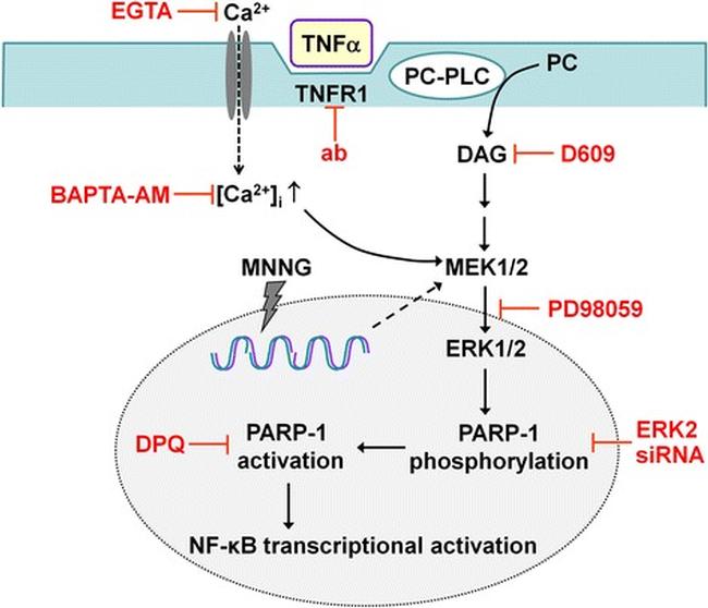 CD120a (TNF Receptor I) Antibody in Neutralization (Neu)