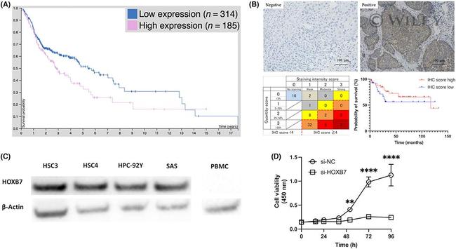 HOXB7 Antibody in Western Blot (WB)