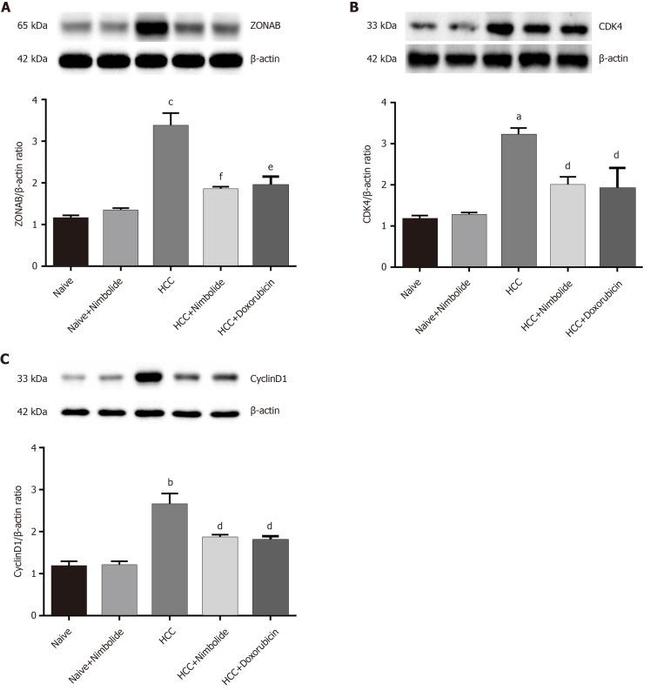 ZONAB Antibody in Western Blot (WB)