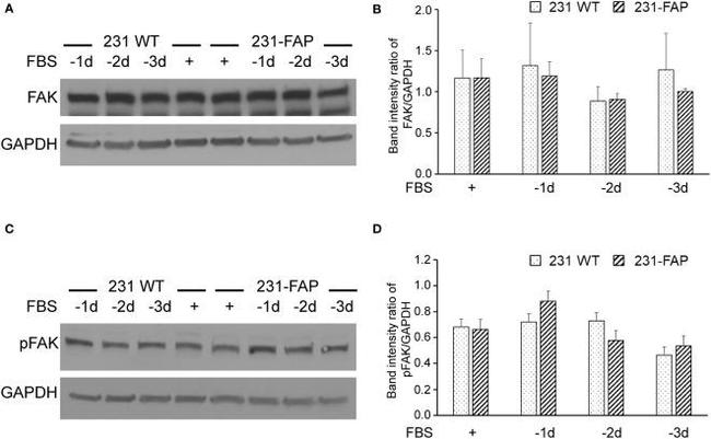 Phospho-FAK (Tyr397) Antibody in Western Blot (WB)