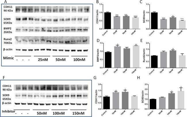 BMP-2 Antibody in Western Blot (WB)