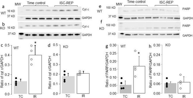 Cytochrome C Antibody in Western Blot (WB)