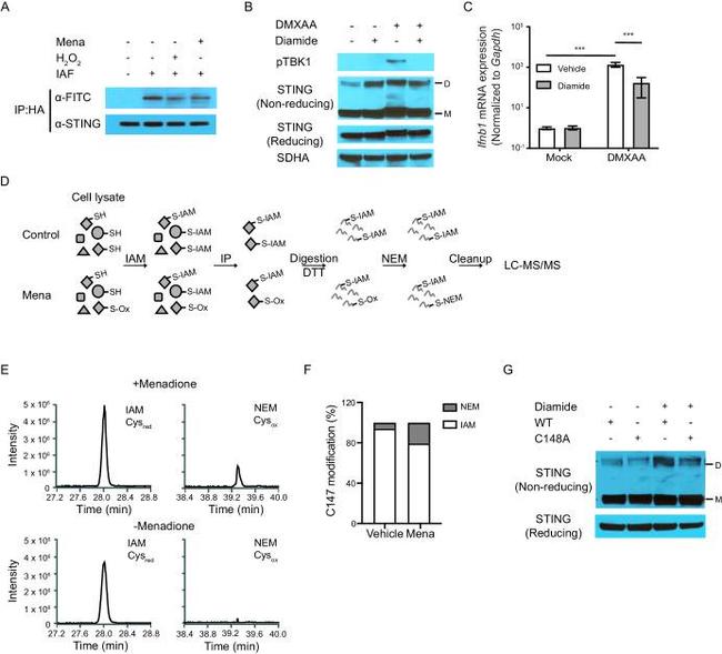 FITC Antibody in Western Blot (WB)