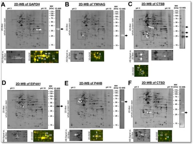 14-3-3 gamma Antibody in Western Blot (WB)