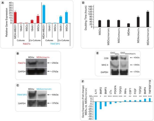 HLA-DQ1/DQ3 Antibody in Western Blot (WB)