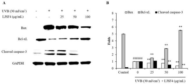 Bcl-xL Antibody in Western Blot (WB)