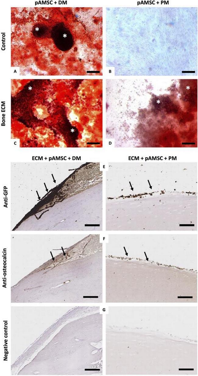 GFP Antibody in Immunohistochemistry (IHC)