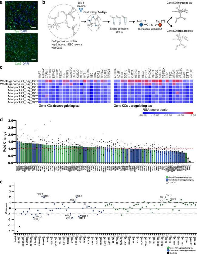 Tau Antibody in Immunocytochemistry (ICC/IF)