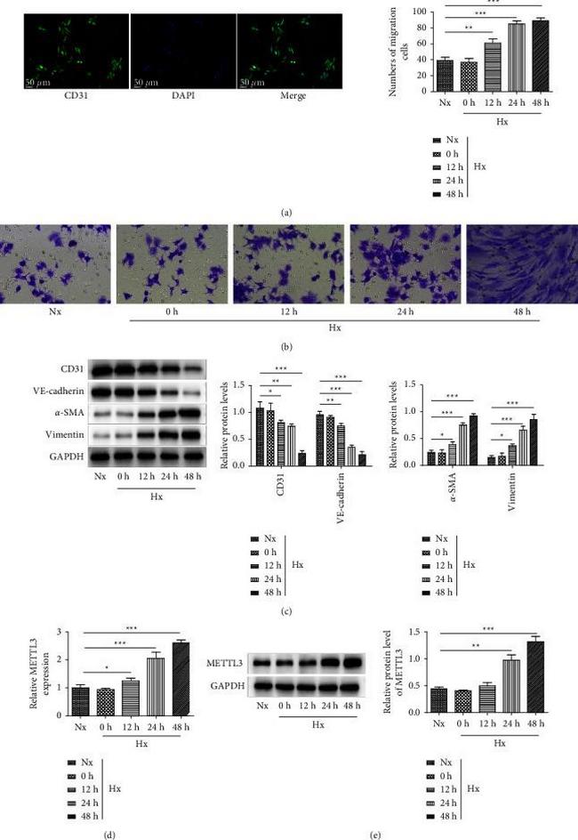 CD31 Antibody in Western Blot (WB)