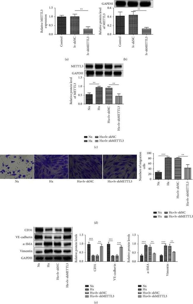 CD31 Antibody in Western Blot (WB)