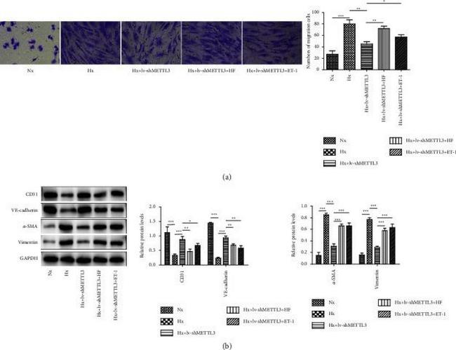 CD31 Antibody in Western Blot (WB)