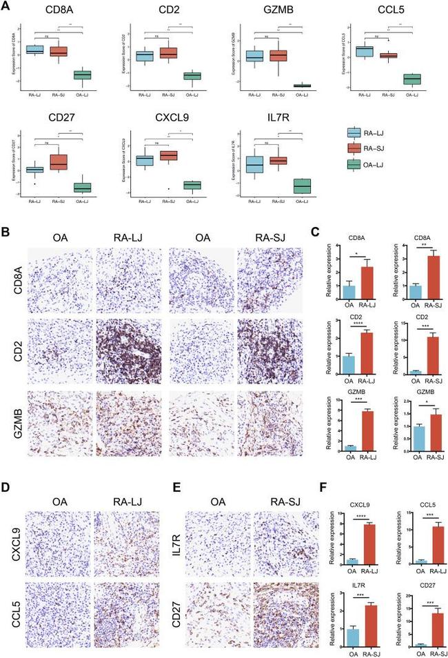 CD2 Antibody in Immunohistochemistry (IHC)