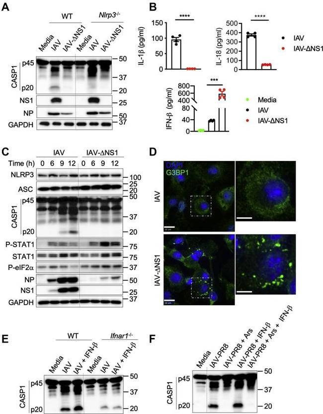 Influenza A NP Antibody in Western Blot (WB)