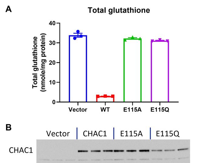 CHAC1 Antibody in Western Blot (WB)