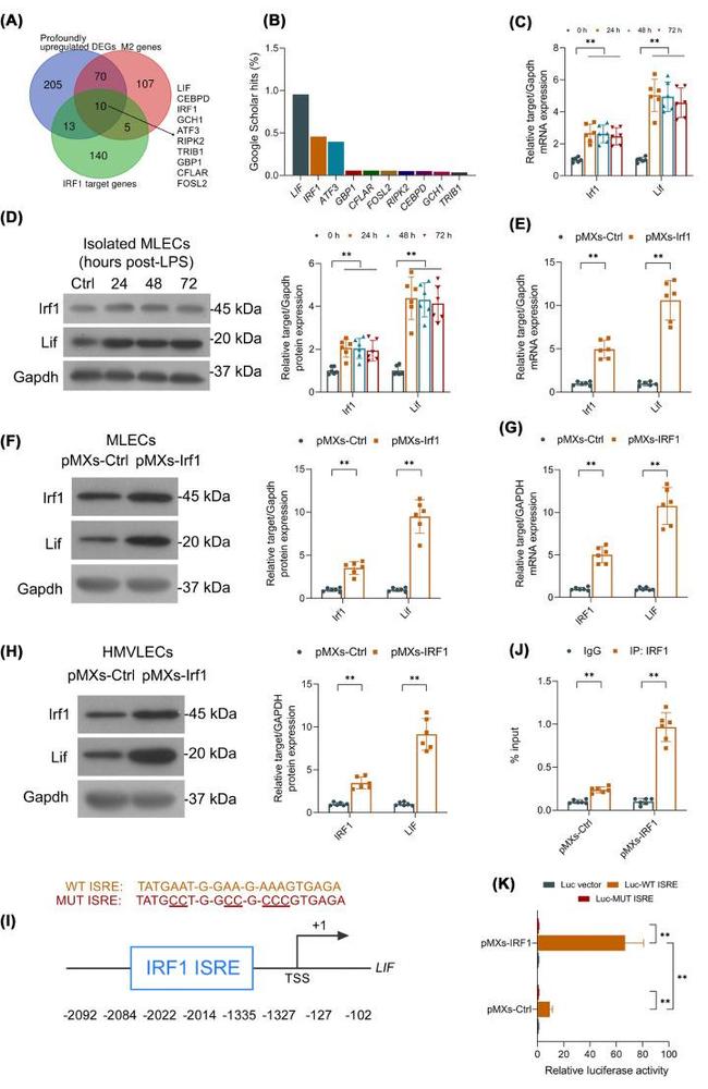 IRF1 Antibody in Western Blot (WB)