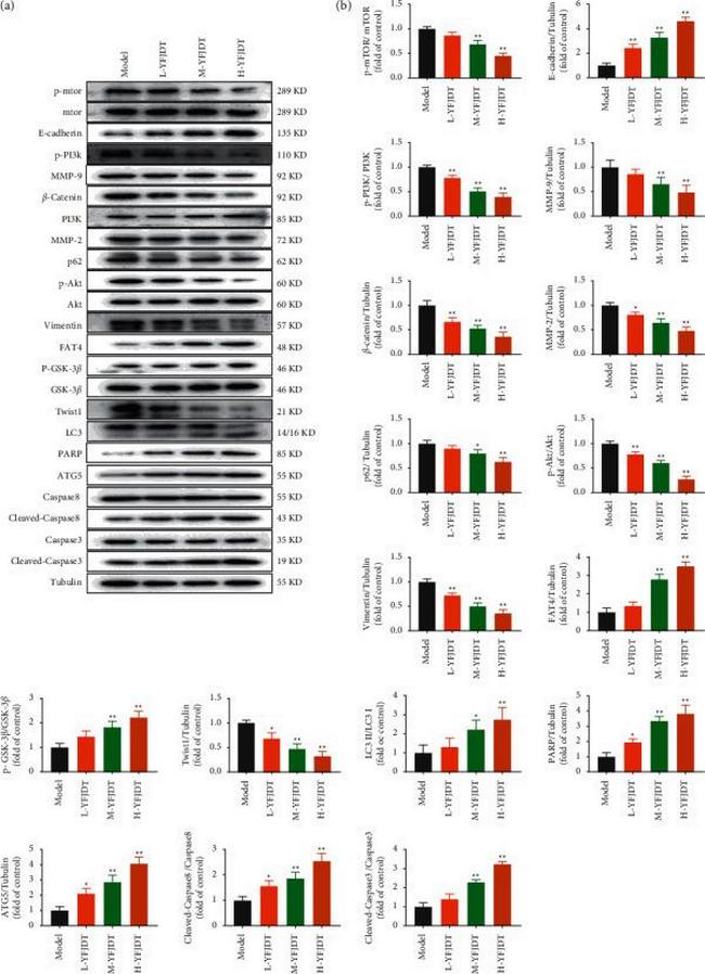 FAT4 Antibody in Western Blot (WB)