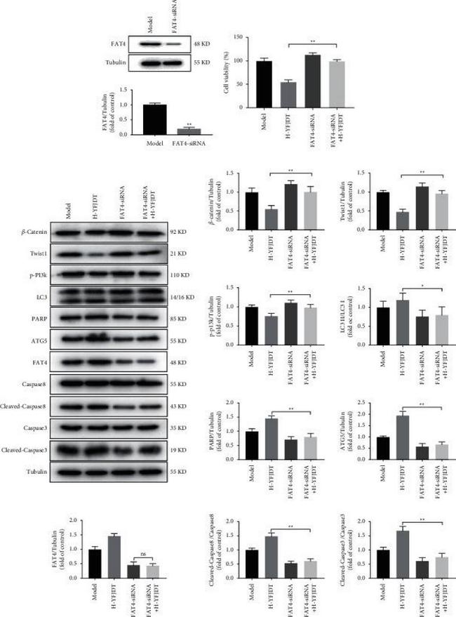 FAT4 Antibody in Western Blot (WB)