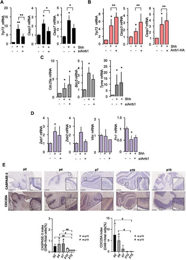 Cdc25A Antibody in Immunohistochemistry (IHC)