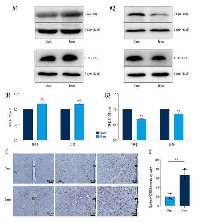 IL-17A Antibody in Western Blot (WB)