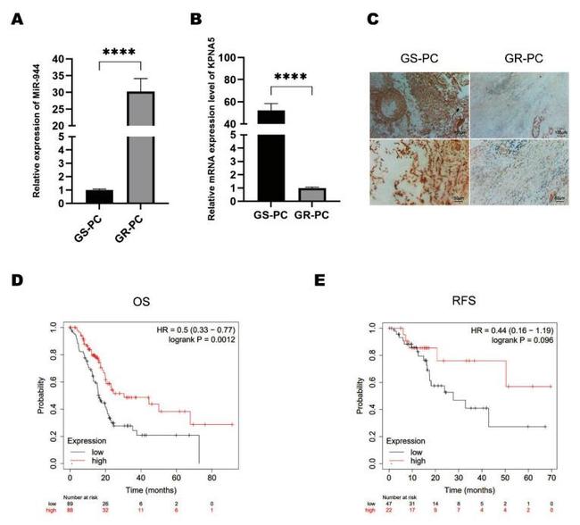 KPNA5 Antibody in Immunohistochemistry (IHC)