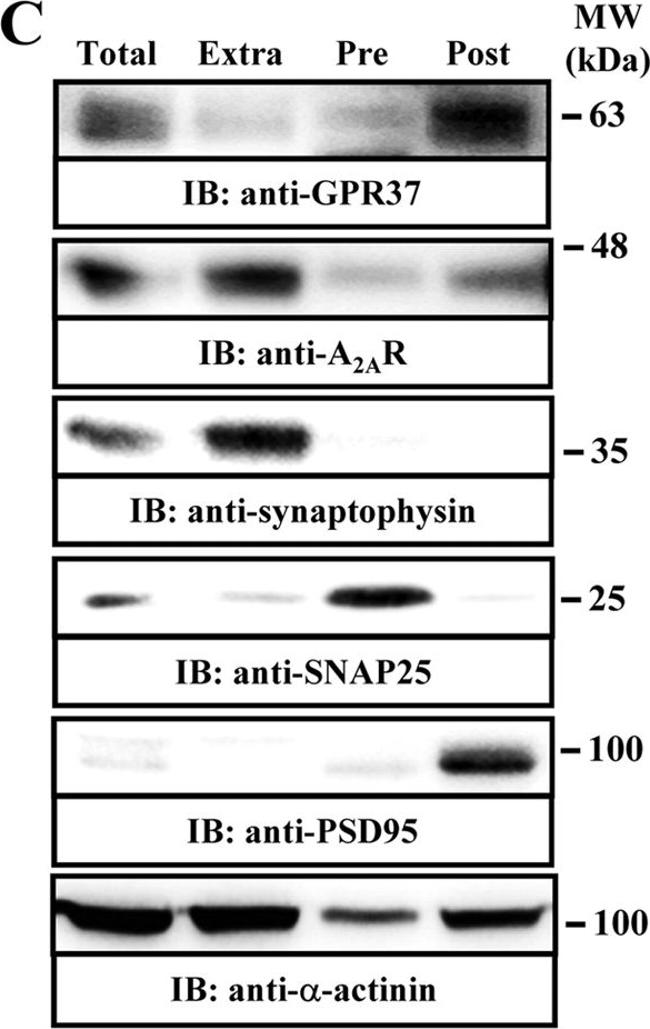 Goat IgG (H+L) Secondary Antibody in Western Blot (WB)