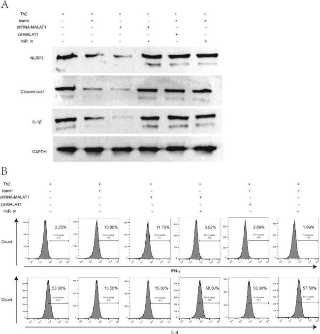 CD4 Antibody in Flow Cytometry (Flow)