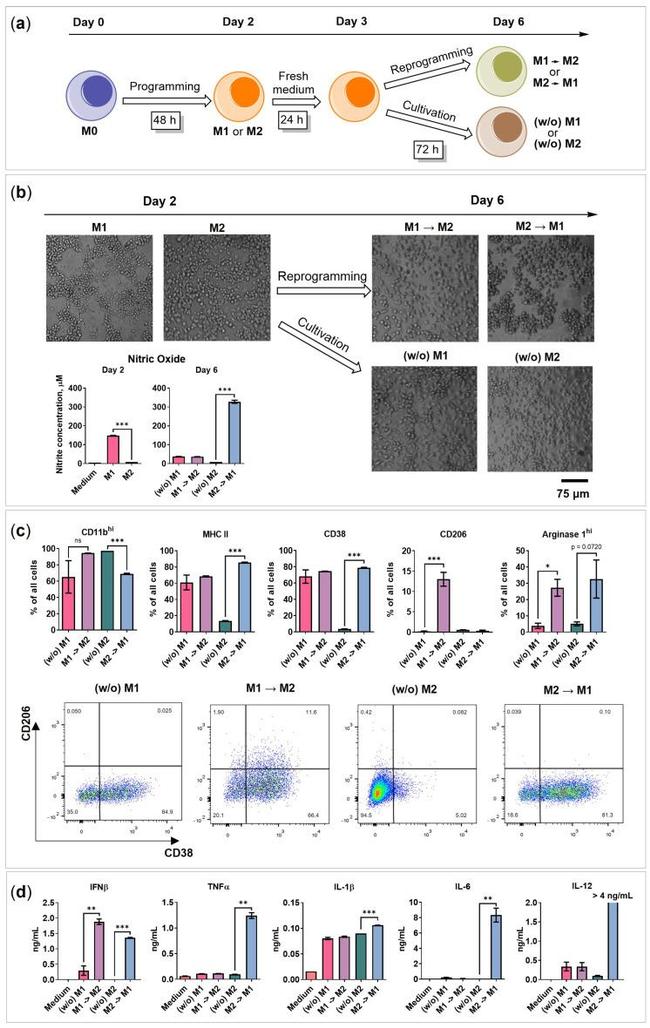 CD38 Antibody in Flow Cytometry (Flow)