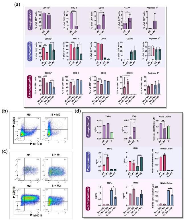 CD38 Antibody in Flow Cytometry (Flow)