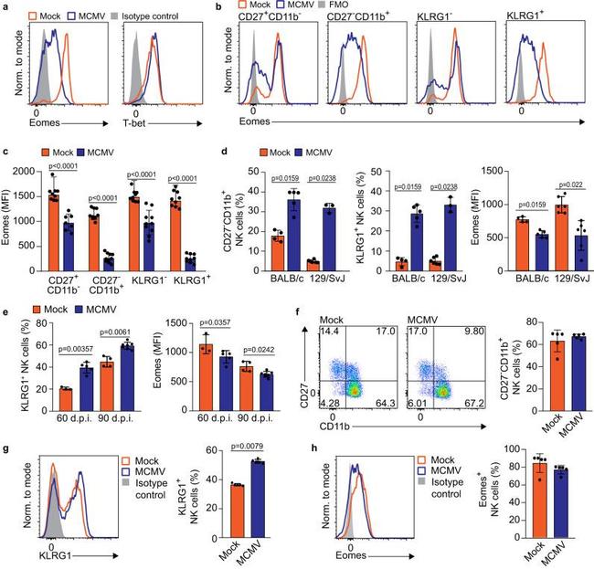 CD27 Antibody in Flow Cytometry (Flow)