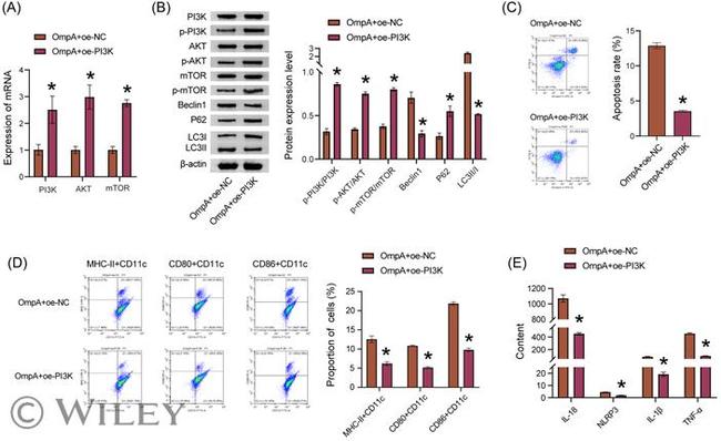 CD80 (B7-1) Antibody in Flow Cytometry (Flow)