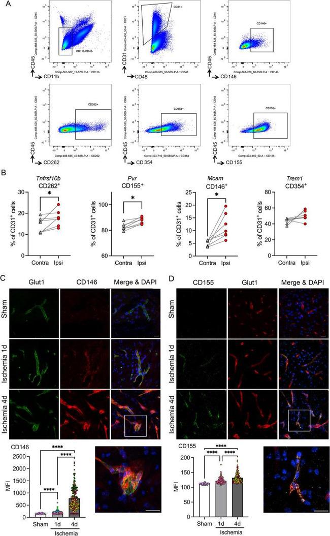 CD31 (PECAM-1) Antibody in Flow Cytometry (Flow)