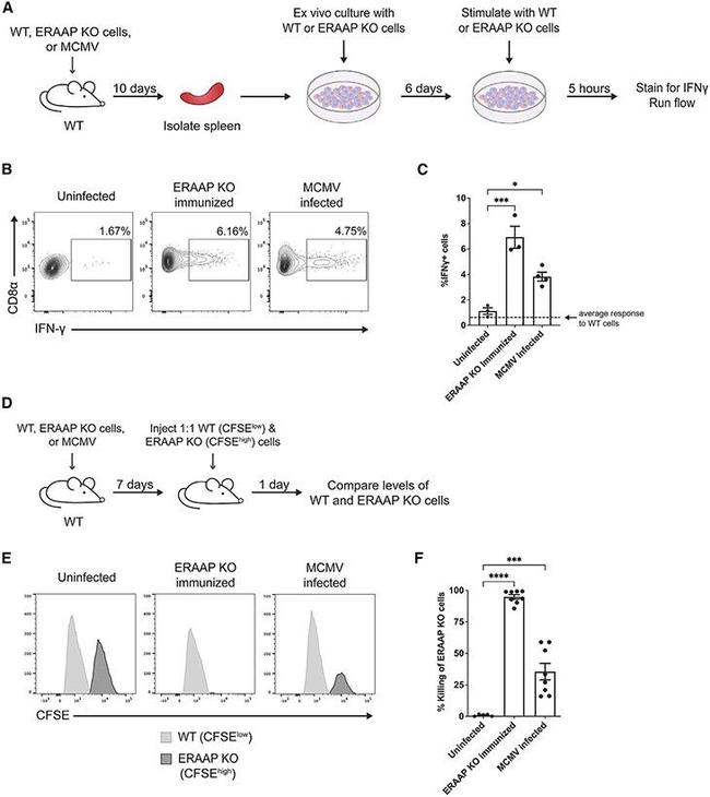 IFN gamma Antibody in Flow Cytometry (Flow)