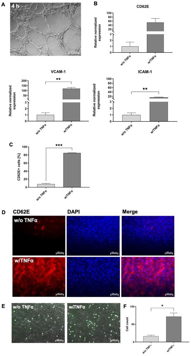 CD62E (E-selectin) Antibody in Flow Cytometry (Flow)