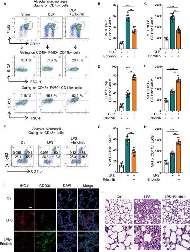 iNOS Antibody in Flow Cytometry (Flow)