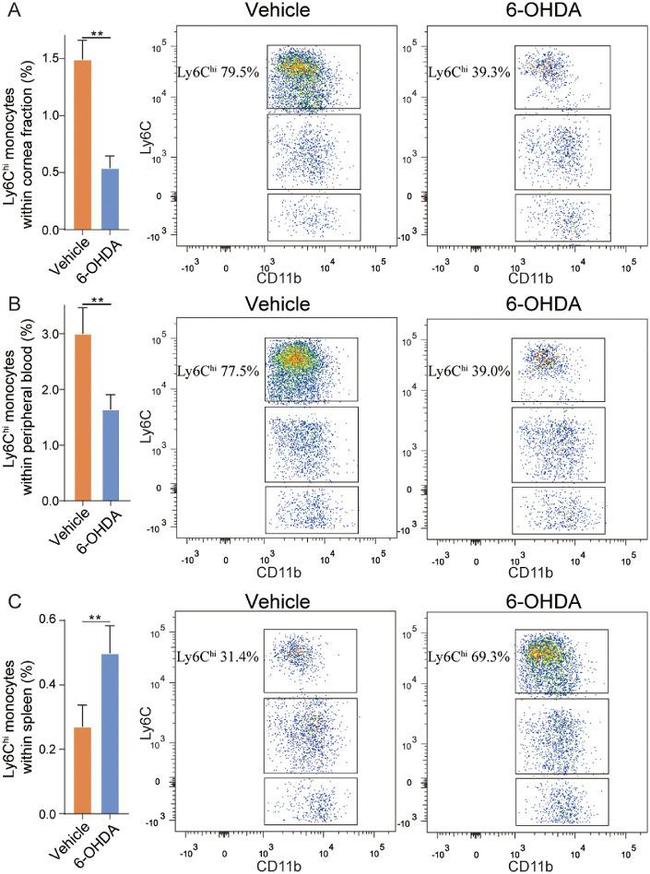 Ly-6C Antibody in Flow Cytometry (Flow)