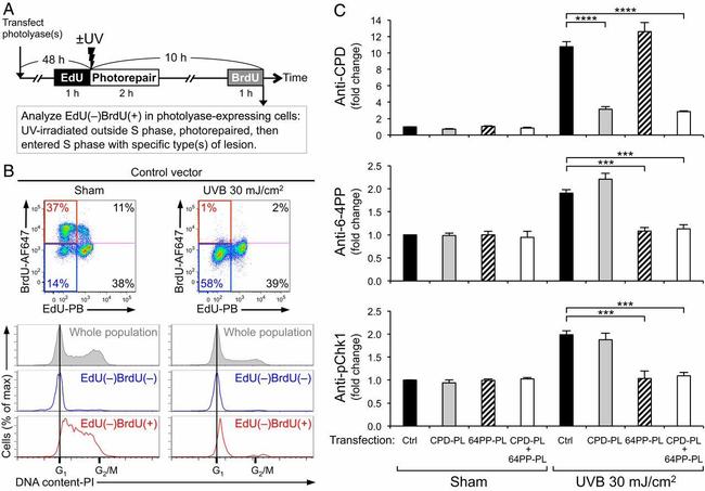 BrdU Antibody in Flow Cytometry (Flow)