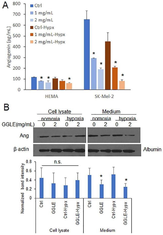 Angiogenin Antibody in Western Blot (WB)