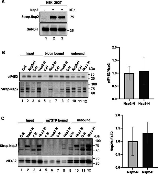 eIF4E2 Antibody in Western Blot (WB)